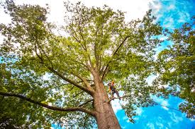 Reliable South Palm Beach, FL Tree Care Solutions