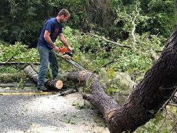 Best Tree Preservation Services  in South Palm Beach, FL