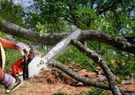 Best Storm Damage Tree Cleanup  in South Palm Beach, FL