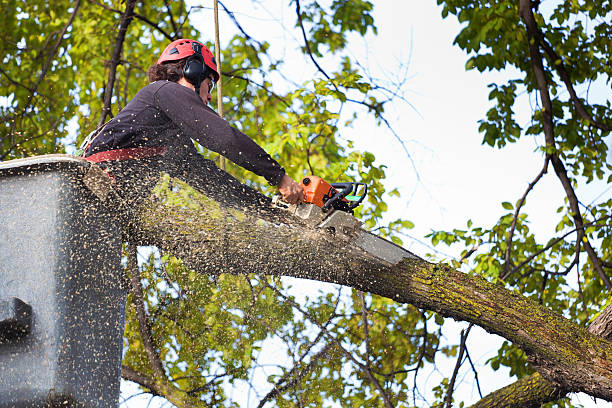 Best Hazardous Tree Removal  in South Palm Beach, FL