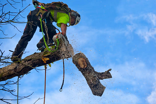 Best Commercial Tree Services  in South Palm Beach, FL